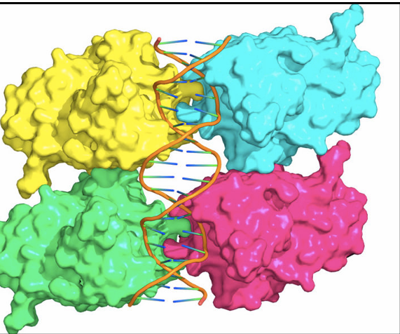 <p>in the DNA binding domain and they are dominant interfering by neutralizing protein function of wild type p53 in the same tetramer</p>