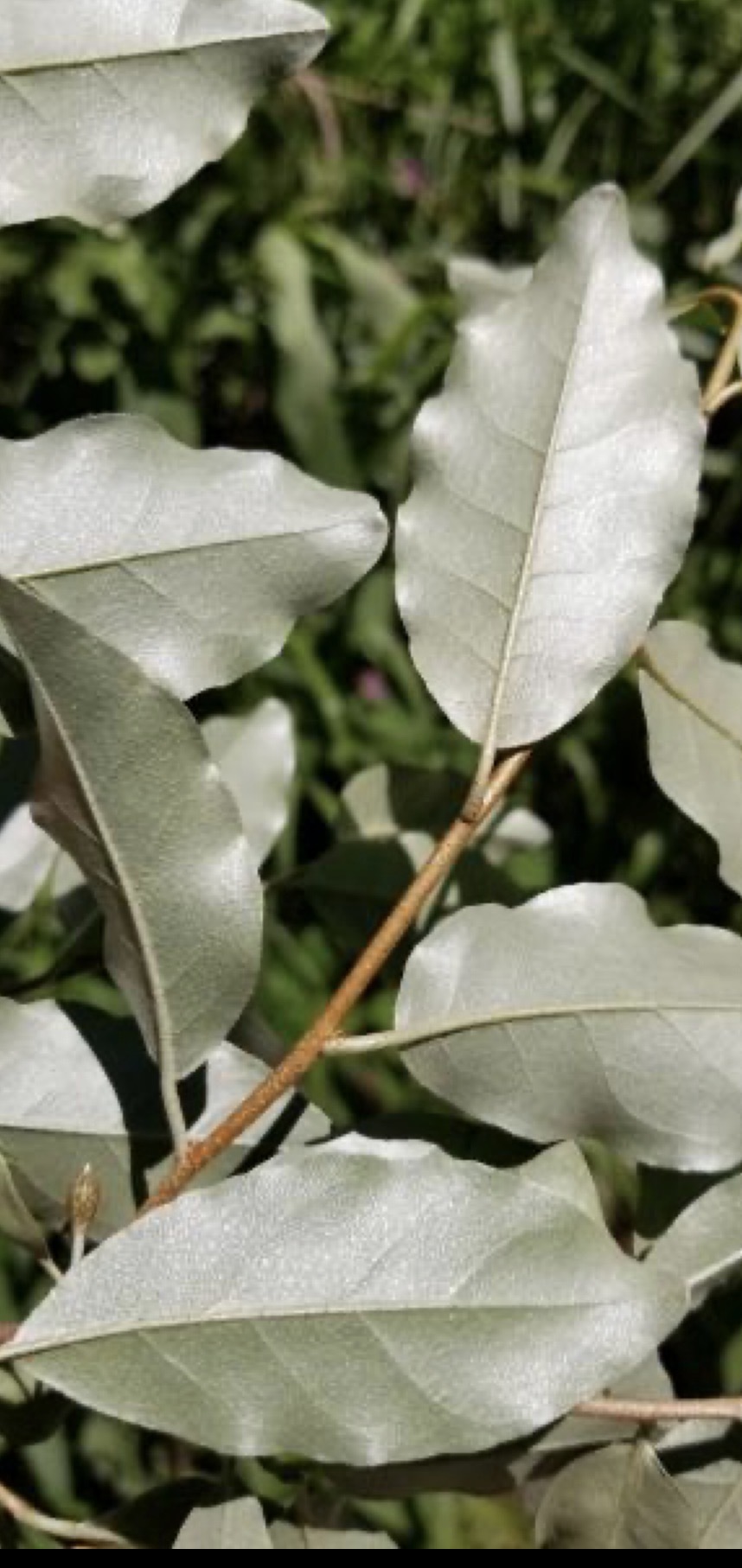 <p>autumn olive </p>