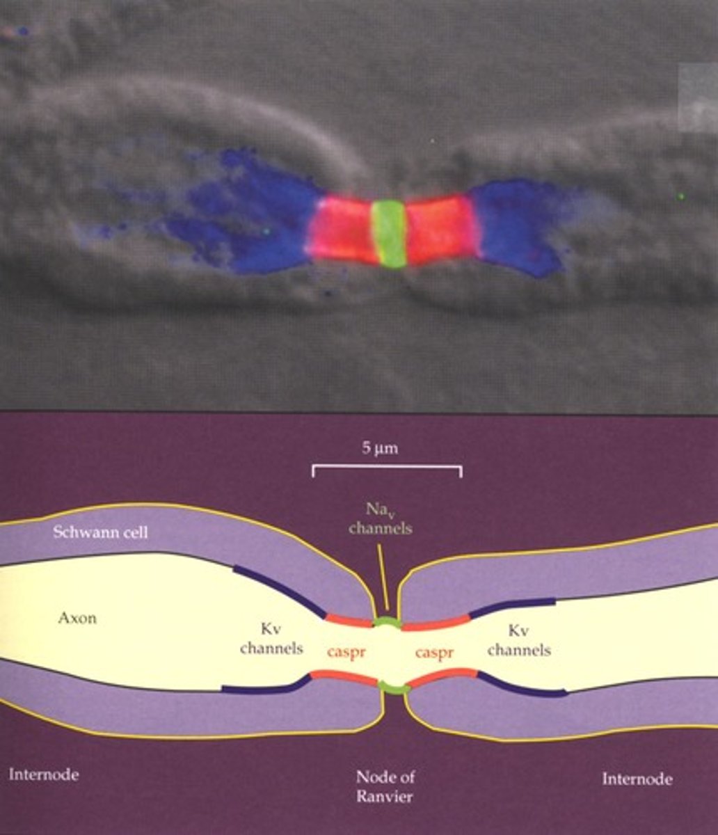 <p>Gaps in myelin sheath where ion channels are concentrated.</p>