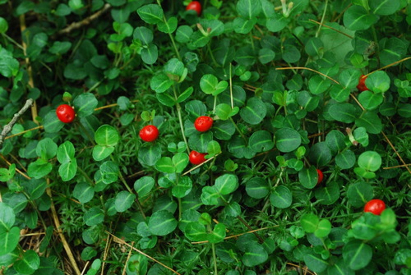 <p>Partridgeberry</p>