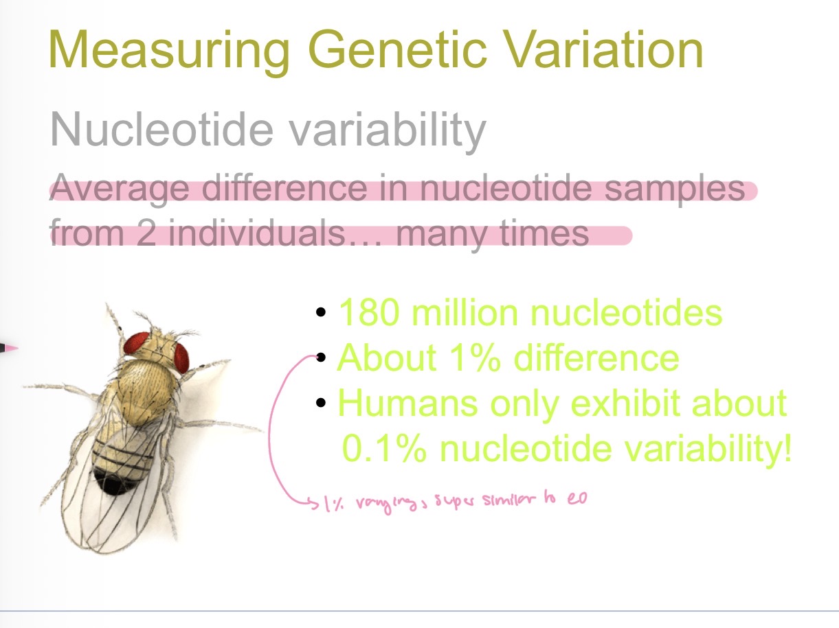 <p>Average difference in nucleotide samples from 2 individuals many times </p>