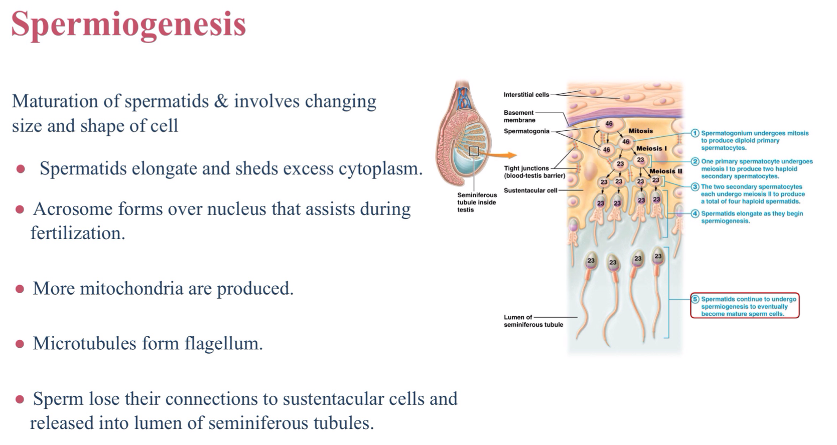 <p>Mitochondria</p>
