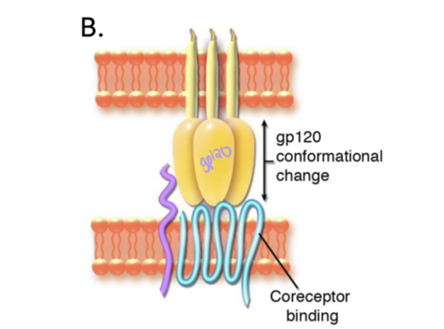 <p>HIV Entry- Attachment</p><p>b) After gp120 undergoes a conformational change, it binds to the ___ (CCR5 or CXCR4)</p>