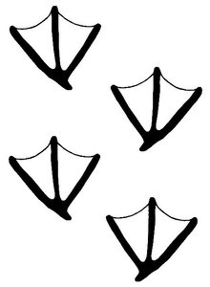 <p>2.5" size</p>
