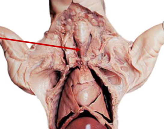 <p>What is the arrow pointing to? What’s it function? </p>