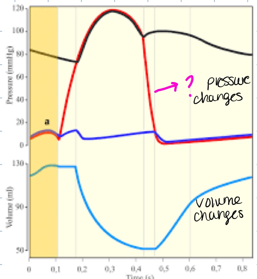<p>what part of the heart does this represent</p>
