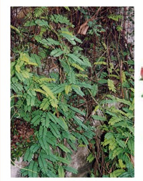 <p>Tác dụng - Abrus precatorius</p>