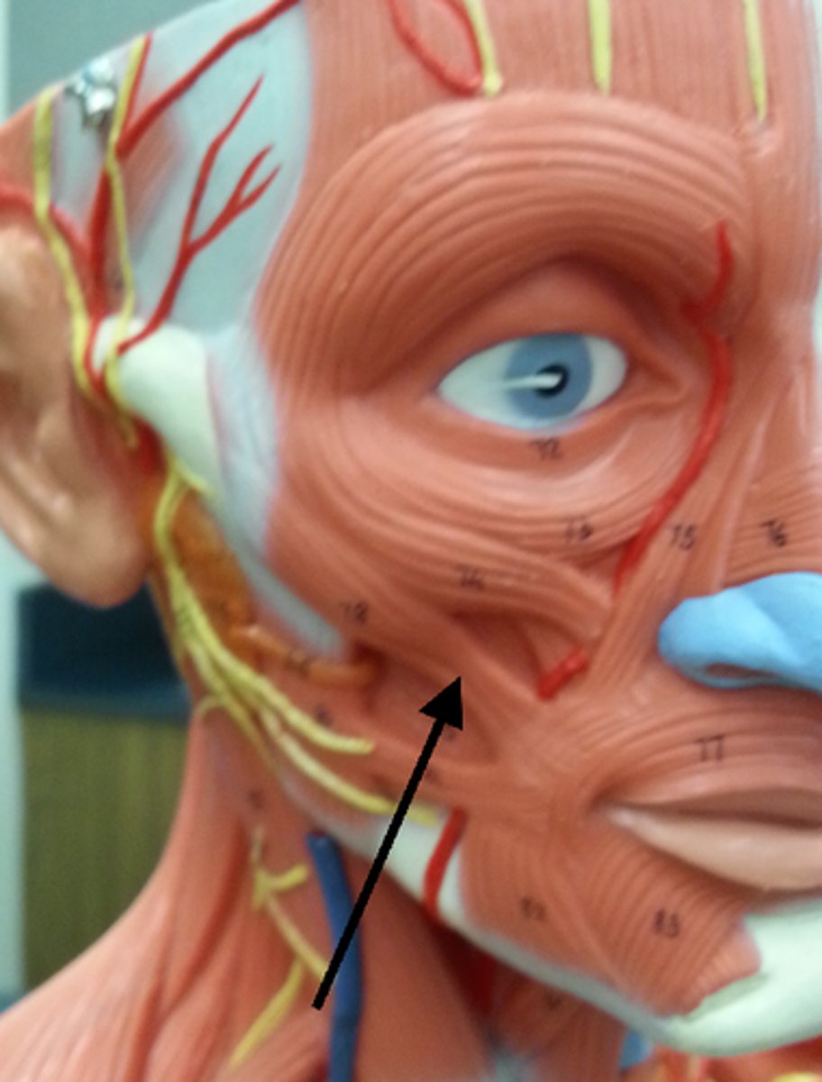 <p>Retracts and elevates the corner of the mouth</p><p>Cranial Nerve VII: Facial Nerve</p>