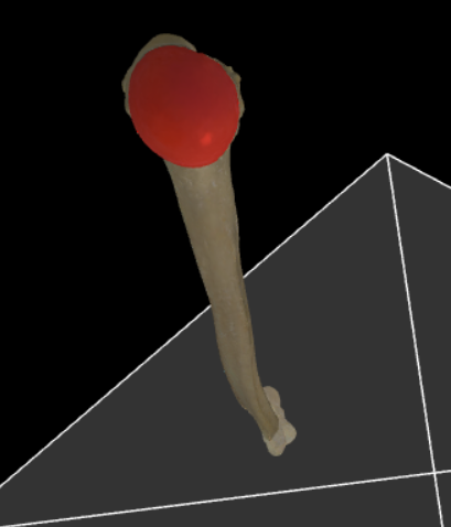 <p>Bolvormig articulatievlak voor articulatie met de cavitas glenoidalis van de scapula.</p>