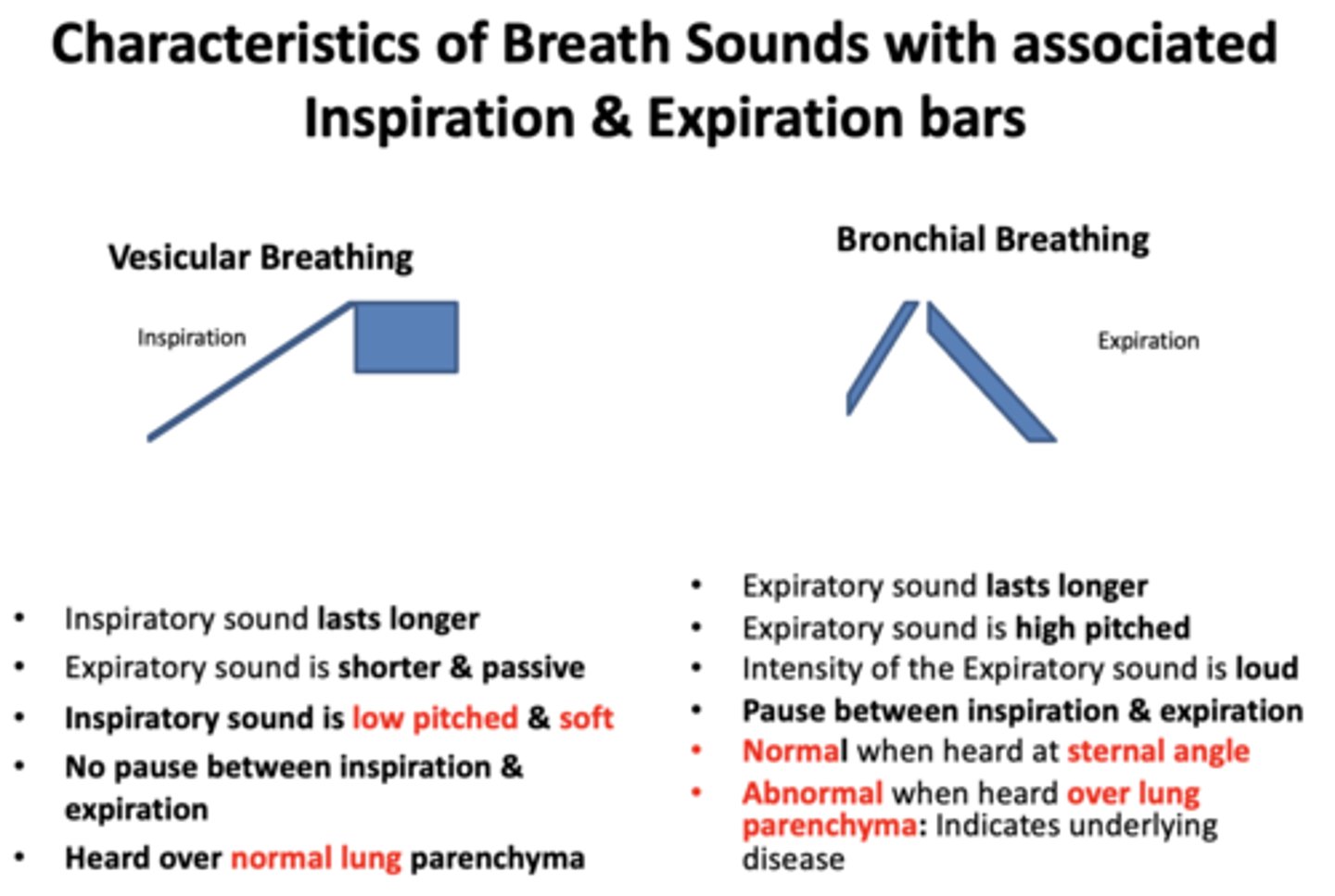 <p>vesicular breathing</p>