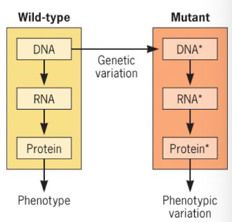 <p>any change in DNA sequence inherited by offspring; some have no observable affect on phenotype</p>