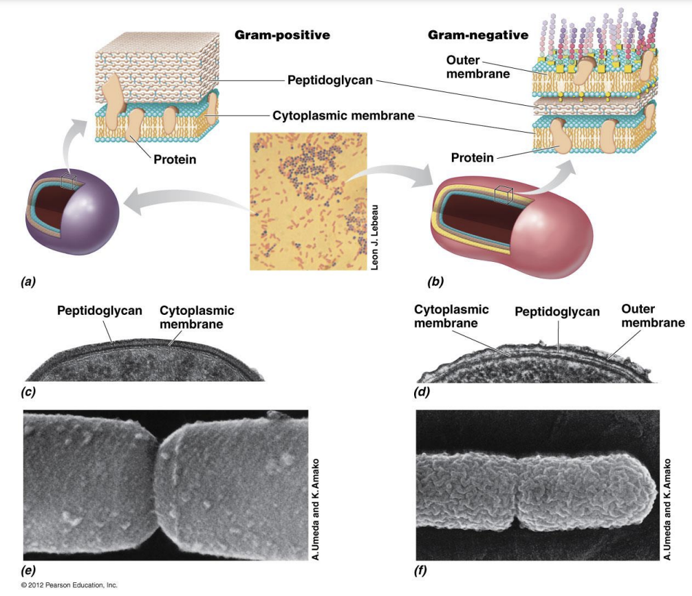 <p>Gram-positive celler har et tykt lag av peptidoglykan, mens Gram-negative celler har et tynnere lag som gjør at den primære fargen, krystallfiolett, kan vaskes bort når etanol tilsettes. Men Gram-negative har derav en ekstra ytre membran utenpå som inneholder lipopolysakkarider (LPS) som fungerer som en beskyttende barriere, og gjør det vanskeligere for mange antibiotika å trenge inn</p>
