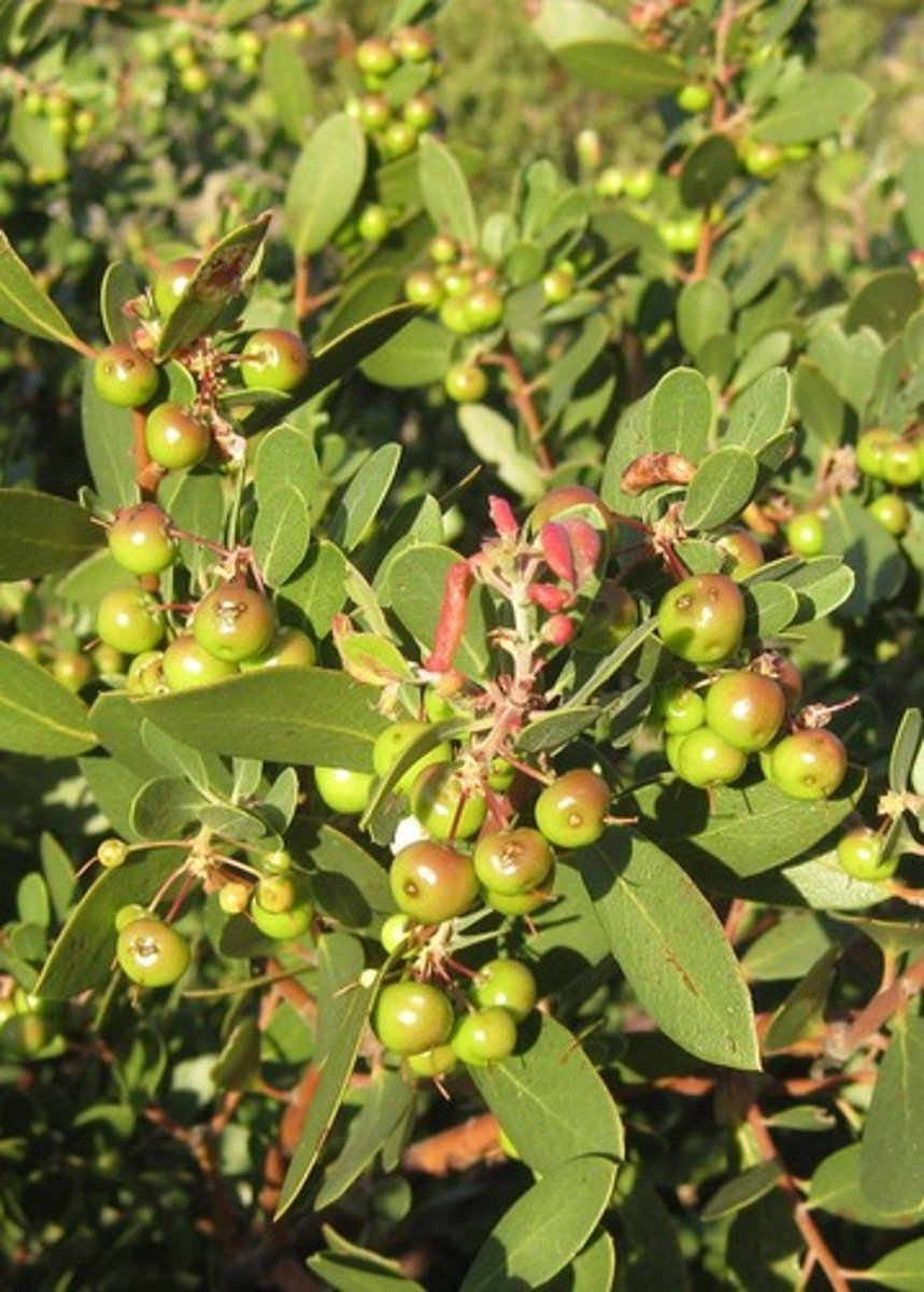 <p>Arctostaphylos morroensis (maritime chaparral)</p><p>Leaves: Oval, dull green, alternate.</p><p>Bark: Smooth, reddish.</p><p>Flowers: White to pink urn-shaped clusters.</p><p>Ecology: Endemic to Morro Bay; drought-tolerant.</p>