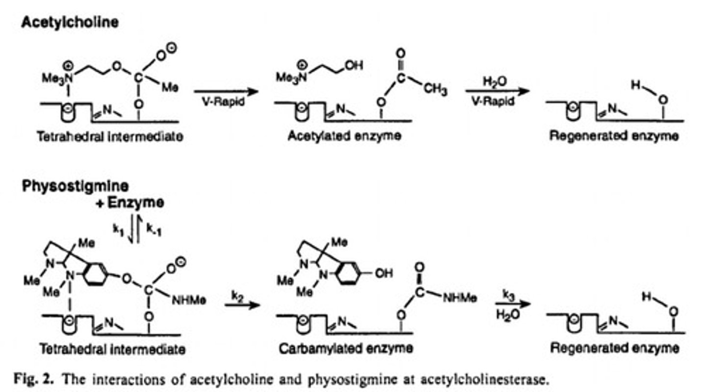 <p>At the catalytic triad site, the basic imidazole ring of a His is protonated by a nearby Glu, making the oxygen atom of the hydroxyl group of Serine increasingly nucleophilic to attack the delta positive carbonyl in acetylcholine.</p>