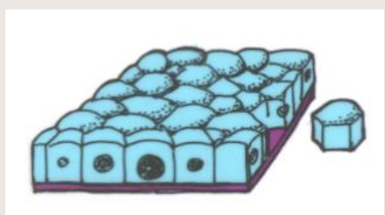 <p>Simple cuboidal epithelium</p>