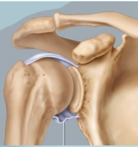 <p>Name joint </p>