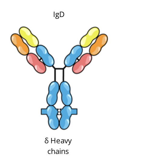 <ul><li><p>monomer when secreted by B cells</p></li><li><p>found in large quantity on the surfaces of mature B cells</p></li><li><p>function or importance is unclear, still under investigation; though to have a role in B cell development</p></li></ul><p></p>