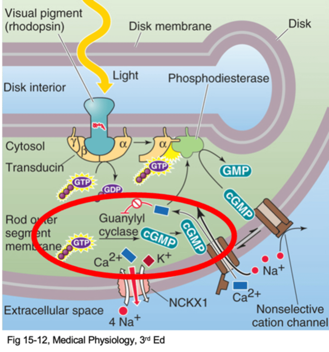 <p>Describe light adaptation in the dark</p>
