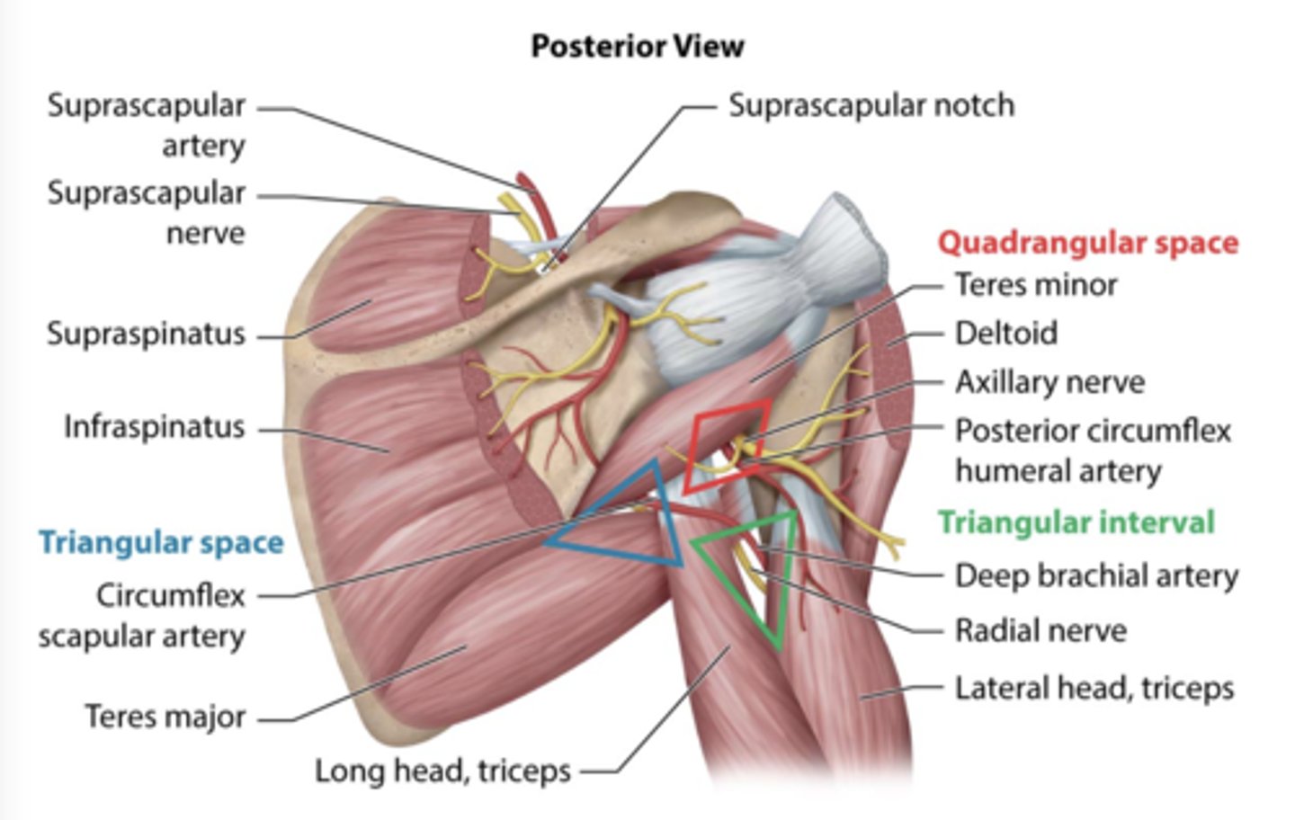 <p>teres minor <br>teres major <br>long head triceps</p>