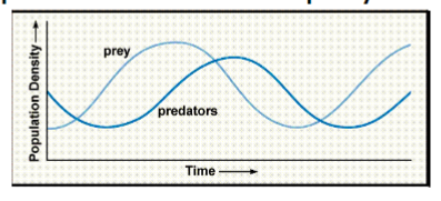 <p>often cycle at similar frequencies, with predators slightly lagging behind due to delayed density dependence</p><p>e.g. small herbivores and their predators have cycles of 4 years, larger herbivores and their predators have cycles of 9-10 years in Canada</p><p>predators eat prey, reduce prey numbers</p><p>predators go hungry, predator numbers drop</p><p>remaining prey survive better, prey numbers build</p><p>predator populations build as prey increases</p>
