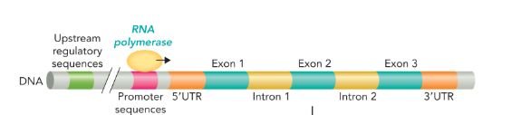 <ul><li><p>5’UTR separates the promoter region from the coding sequence </p></li><li><p>3’UTR contains sequences necessary for the termination of transcription by RNA polymerase </p></li></ul><p></p>
