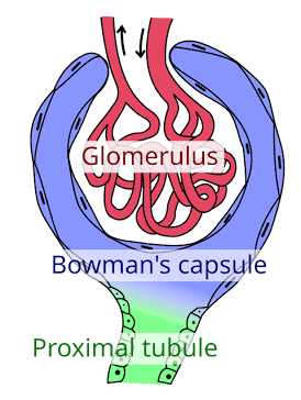 <p>Glomerulus</p>