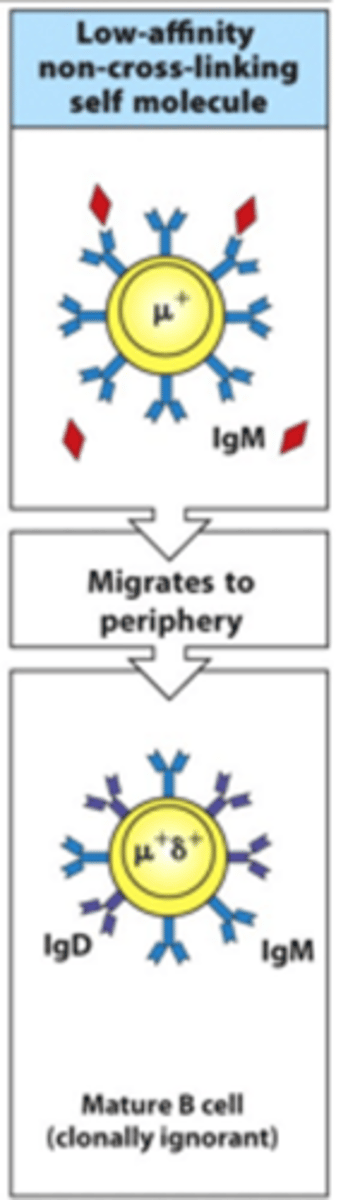 <p>- These migrate to the periphery and mature</p><p>- They produce very low activation signals so are not very reactive</p><p>- These are clonally ignorant --&gt; not activated by binding to antigen</p><p>- Can maybe be self-reactive</p>
