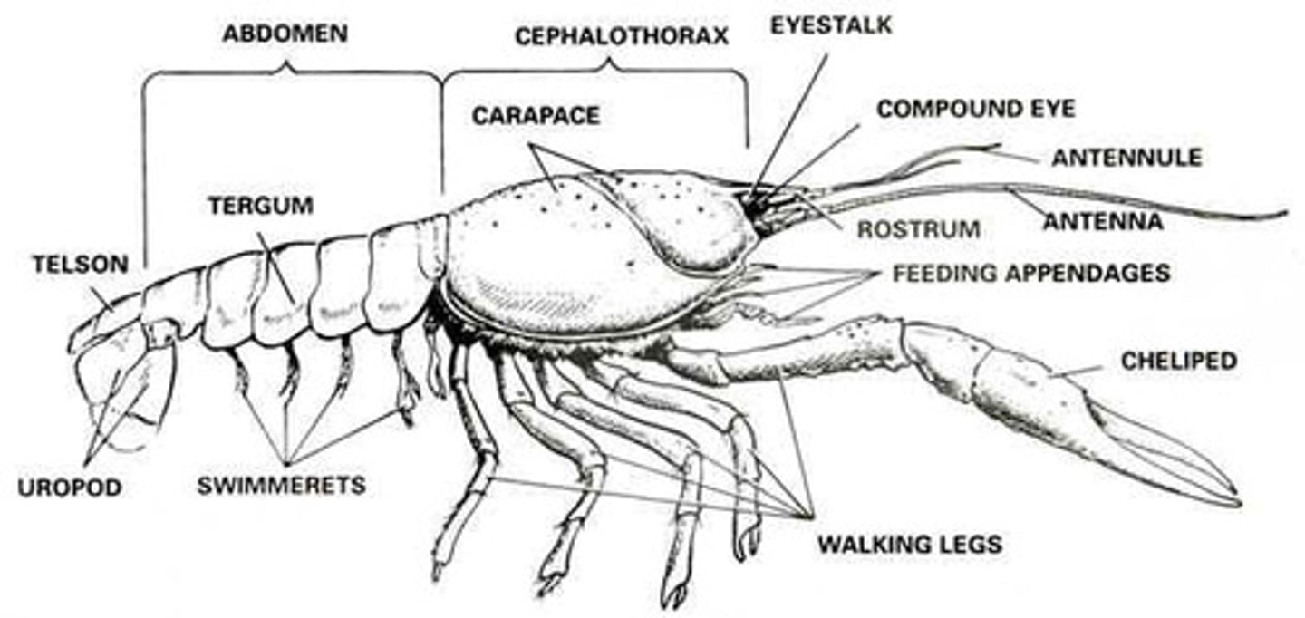 <p>-3 tagma (head, thorax, abdomen, with head and thorax fused into a carapace)</p><p>-two pairs of antennae</p><p>-includes: crabs, shrimp, lobsters, and crayfish</p><p>-terrestrial malacostracans possess a gill respiratory system</p>