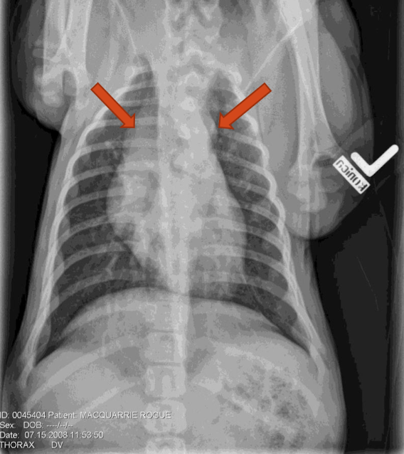 <p>What are the arrows pointing to? </p>