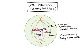 <p>Prophase</p>