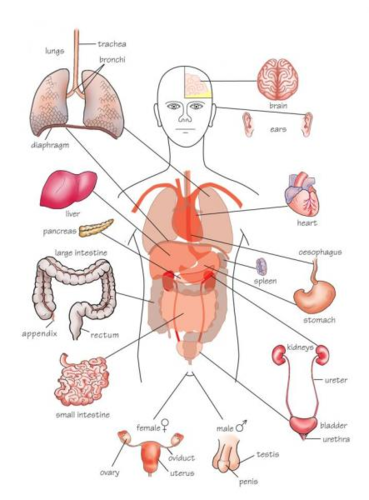 Groups of organs working together to do a particular job.
The digestive system is an example of it, in which several organs work together to digest and absorb food.
Lots of them work together to make an organism.