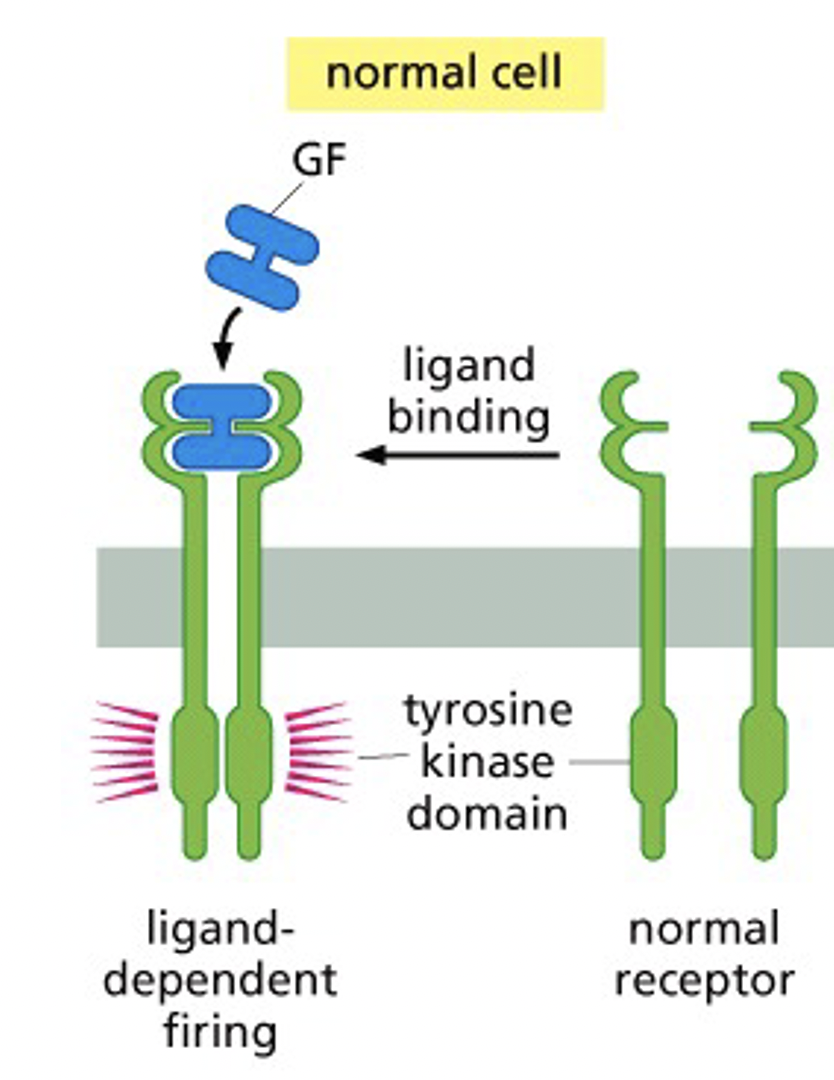 <p>How do normal growth factors and growth factor receptors work?</p>