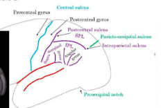 <ul><li><p>supramarginal gyrus</p></li><li><p>angular gyrus </p></li></ul>