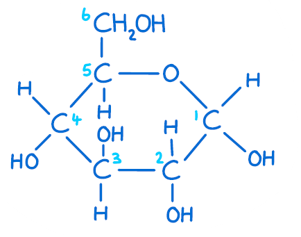<p>Draw a glycosidic linkage between 2 glucose molecules.</p>