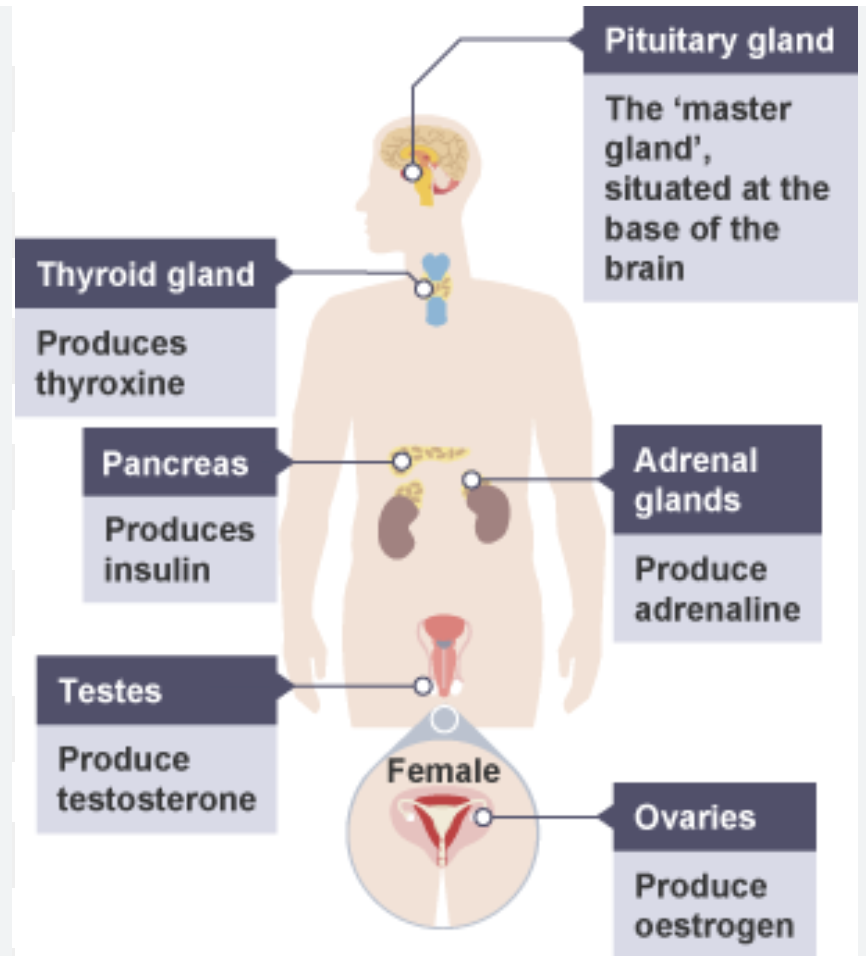 <p>ovaries → oestrogen</p>