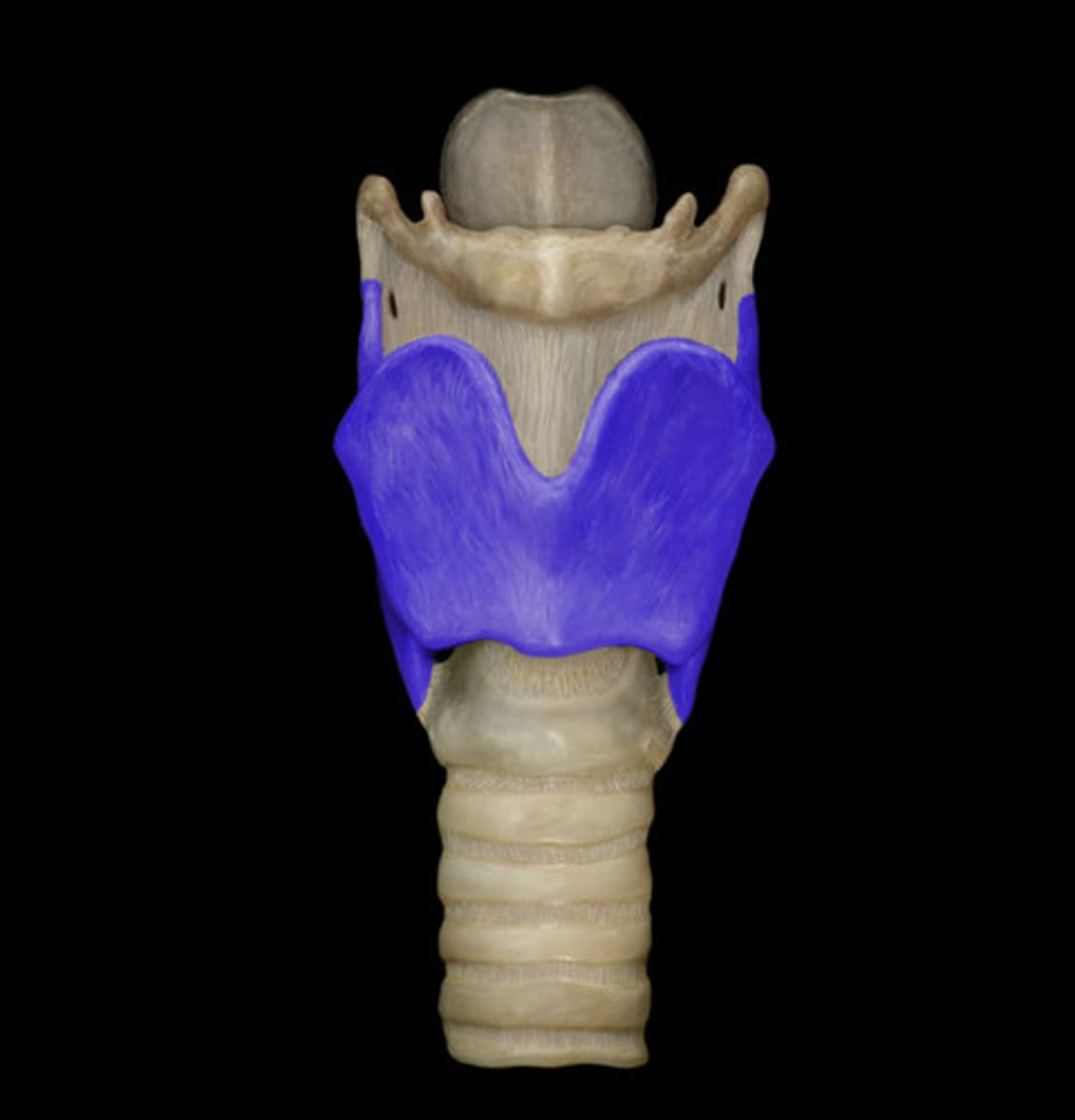 <p>Adam's apple. Firm prominence in the upper part of larynx</p>