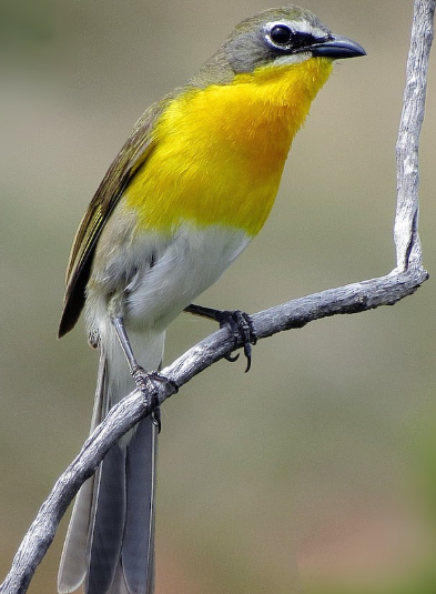 <p>What bird is this? </p>