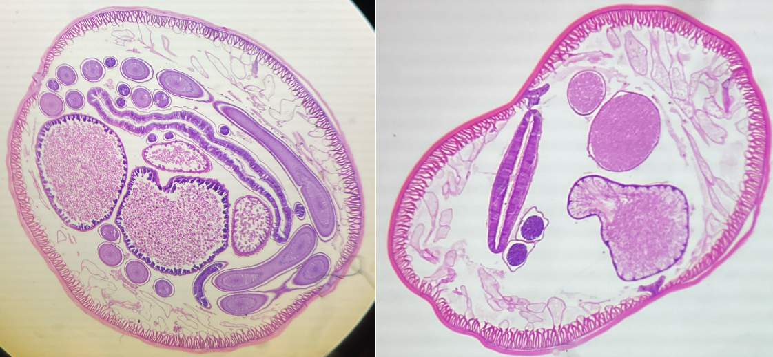 <p>Which is male and female </p>