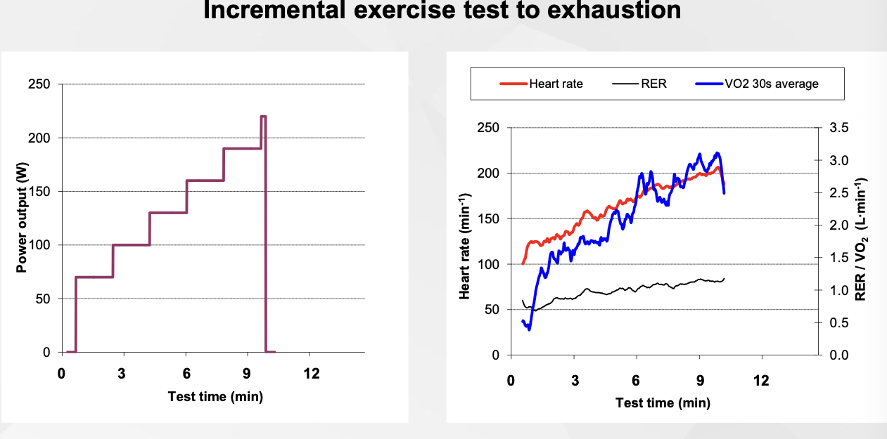 <ul><li><p><span><span>Incremental exercise test to exhaustion</span></span></p></li><li><p><span><span>VO2max: aim for protocols where exhaustion is achieved within ~8-12mins</span></span></p></li><li><p><span><span>Too short protocols: exhaustion due to peripheral limitations</span></span></p></li><li><p><span><span>Too long protocols: exhaustion due to duration</span></span></p></li><li><p><span><span>Large muscle group (cycling, running, rowing): stresses maximum cardiac output, avoid premature local muscle failure</span></span></p></li></ul><p></p>