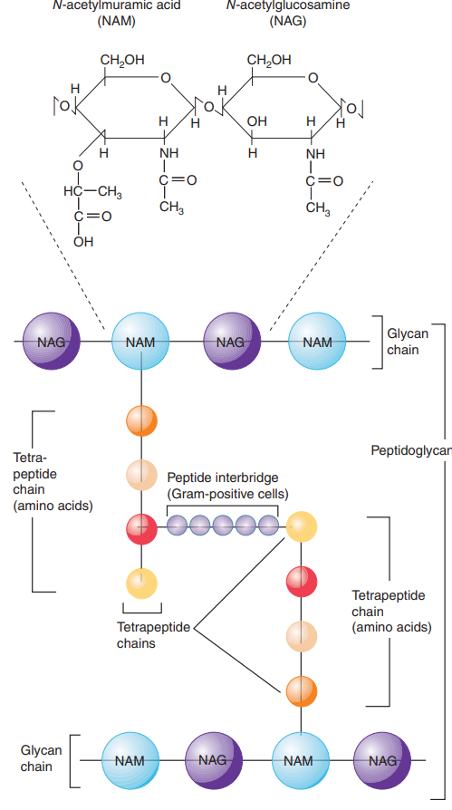 <p>cell wall</p>