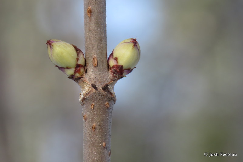 <ul><li><p>forest edges, full sun, arching growth</p></li><li><p>shrub / small tree, &lt; 20 ft</p></li><li><p>opp branch</p></li><li><p>bark: warty, lent, brown</p></li><li><p>leaves: compound, 5-9, toothed</p></li><li><p>buds: large, round, scaled, purple, double terminal</p></li><li><p>repro: little red / purple berries</p></li></ul>