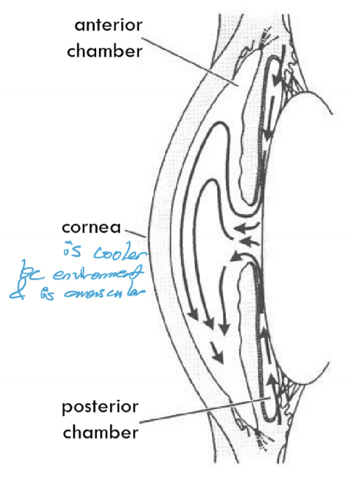 <p>Secreted into the posterior chamber and goes through the pupil into the anterior chamber. Convention currents moves ``AH to exit via aqueous outflow structures.</p>