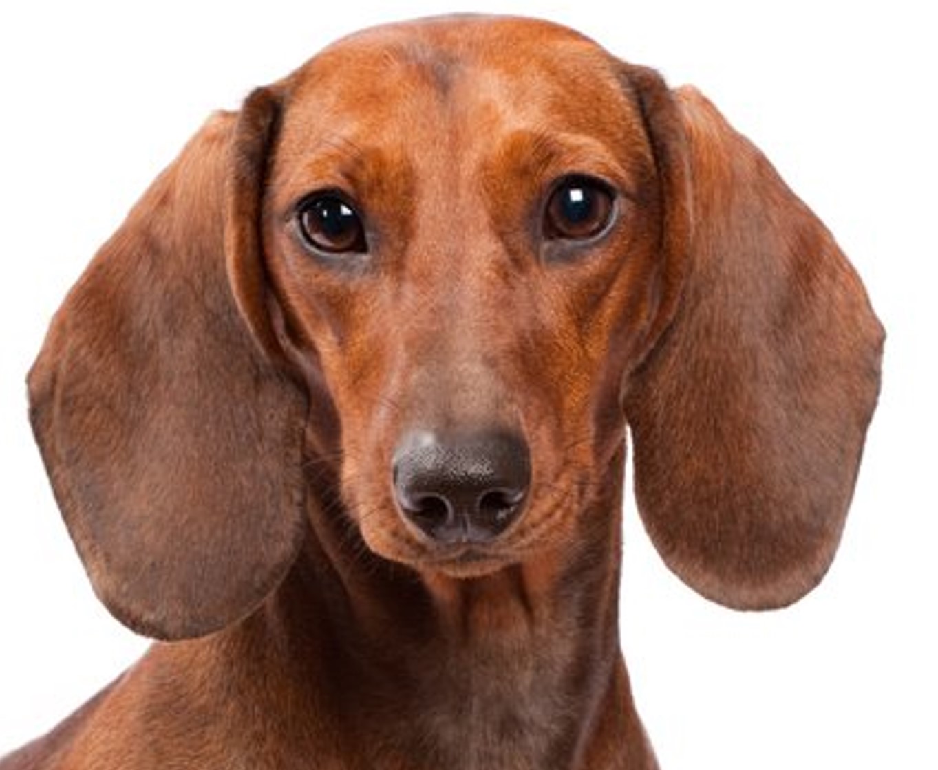 <p>Dachshund or “Wiener dog”</p>