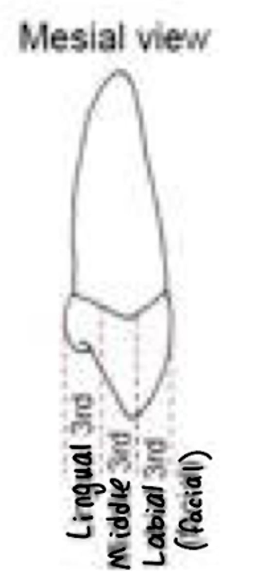 <p>Labial (facial), middle, lingual</p>