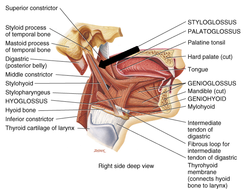 <p>innervation: CN XII</p><p>action: retracts and elevates tongue</p>