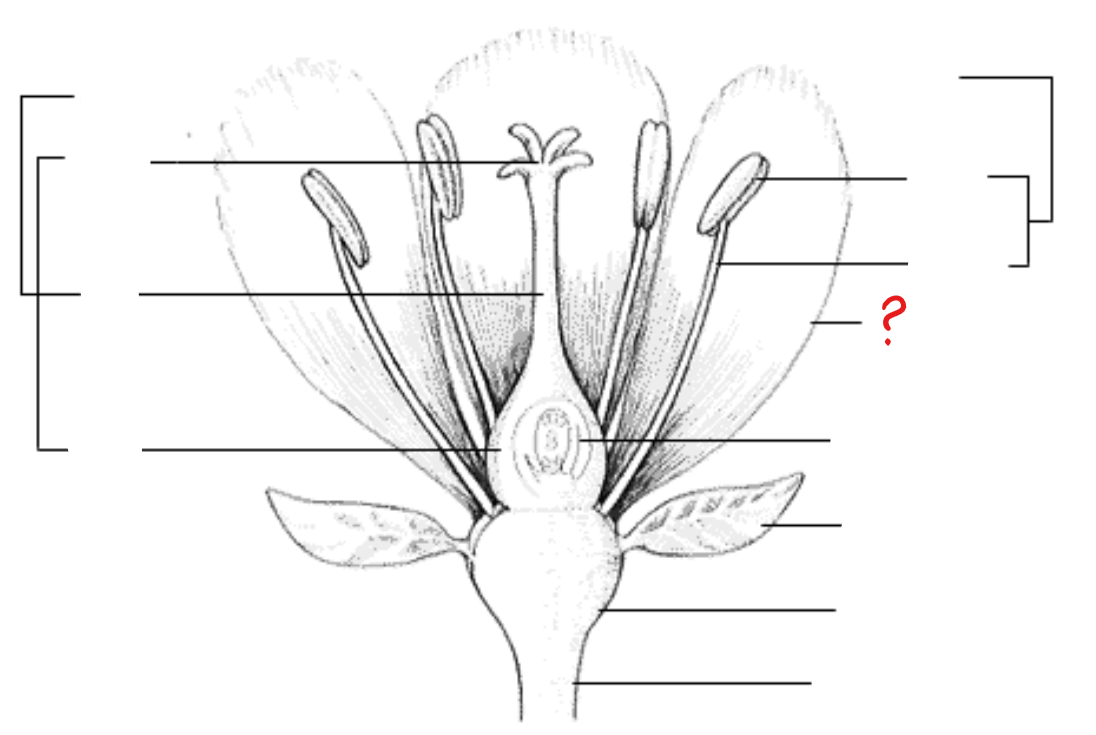 <p>leaf-like parts inner to the sepals and usually have other colors apart from green; internally similar in structure as the sepals</p>