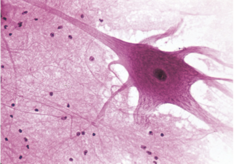 <p>Nervous Tissue</p>