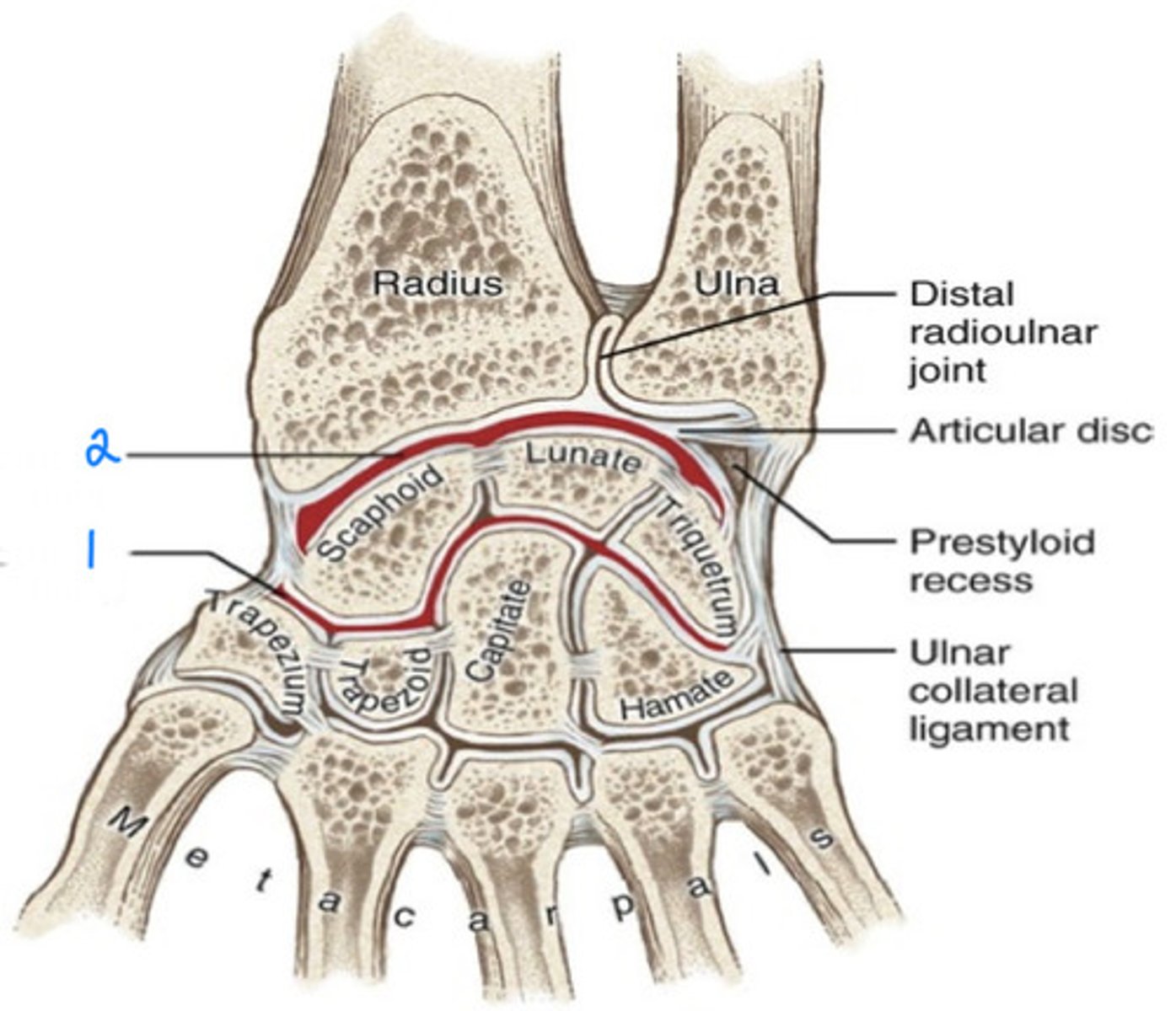 <p>articulation between the two parallel rows of carpal bones (1)</p>