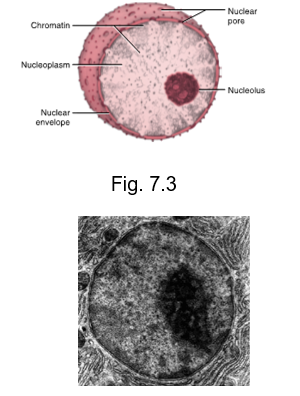 <ul><li><p>fluid part within the nucleus that contains important molecules used in the construction of ribosomes, nucleic acids, and other nuclear materials </p></li></ul><p></p>