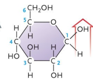 <p>Is this an α or β glucose?</p>